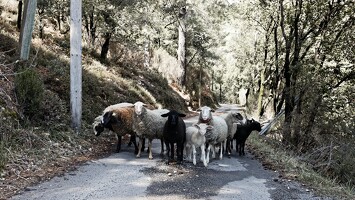 2015 04 Lozere 13
